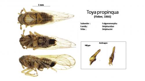 Réf. 181 084 : Toya propinqua